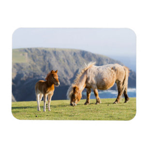Imán Mare with Foal, islas Shetland, Escocia