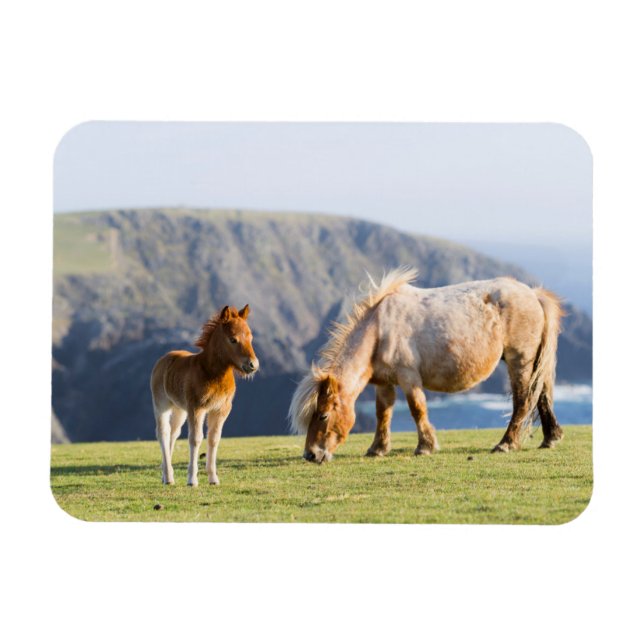 Imán Mare with Foal, islas Shetland, Escocia (Horizontal)