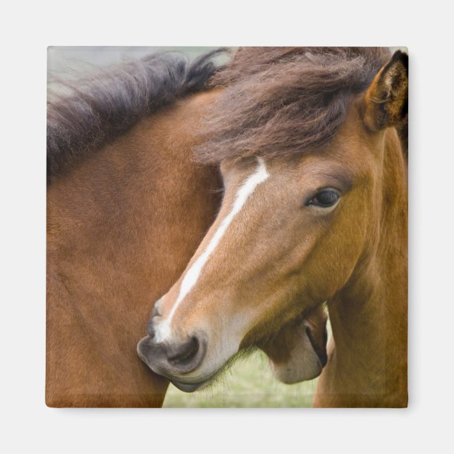 Imán Mare Y Colt (Frente)