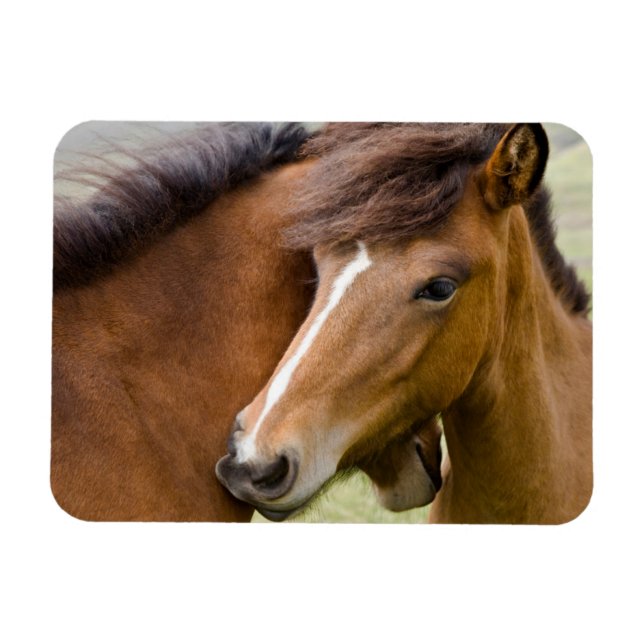 Imán Mare Y Colt (Horizontal)