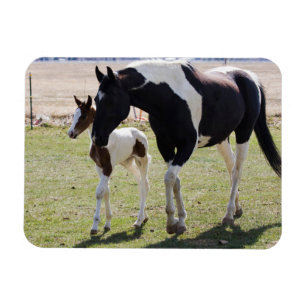 Imán Mare y Filly Walking