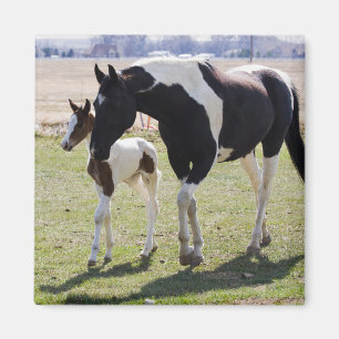 Imán Mare y Filly Walking