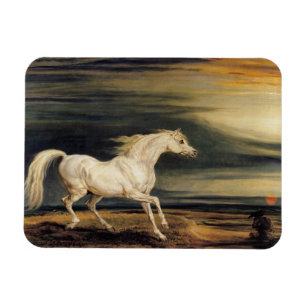 Imán Marengo, el caballo blanco