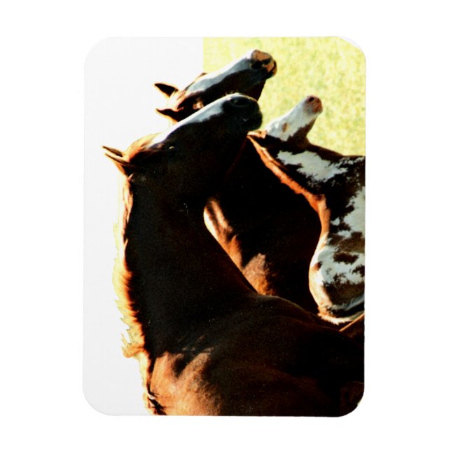 Imán Mares y caballos fallidos (Vertical)