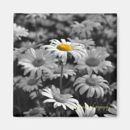 Imán margarita amarilla en un mar de margaritas negras