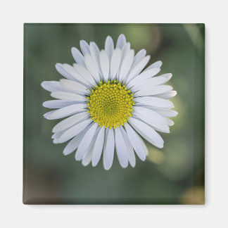 Imán Margarita (Bellis perennis) Cabeza de Flor
