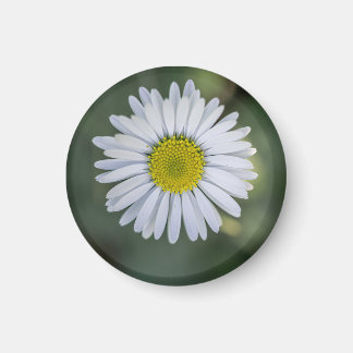 Imán Margarita (Bellis perennis) Cabeza de Flor