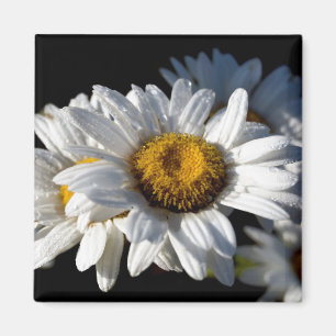 Imán Margarita de conexión en cascada