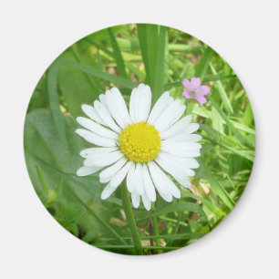 Imán Margarita en miniatura blanca y amarilla bonita