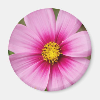 Imán margarita rosa brillante