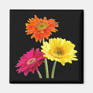 Imán Margaritas del Gerbera
