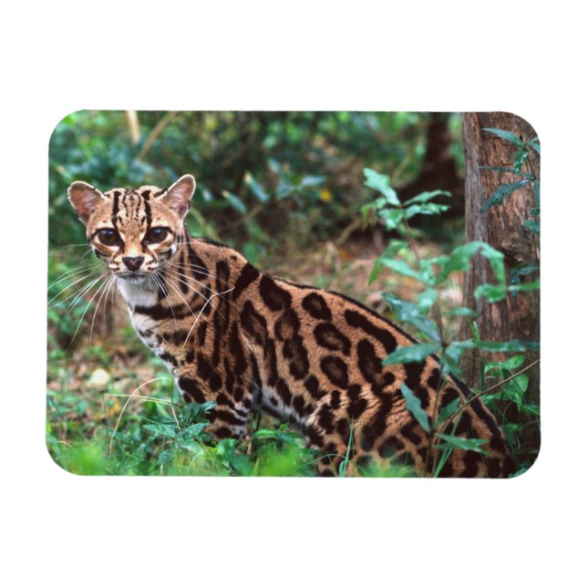 Imán Margay, Leopardus wiedi, nativo de México (Horizontal)