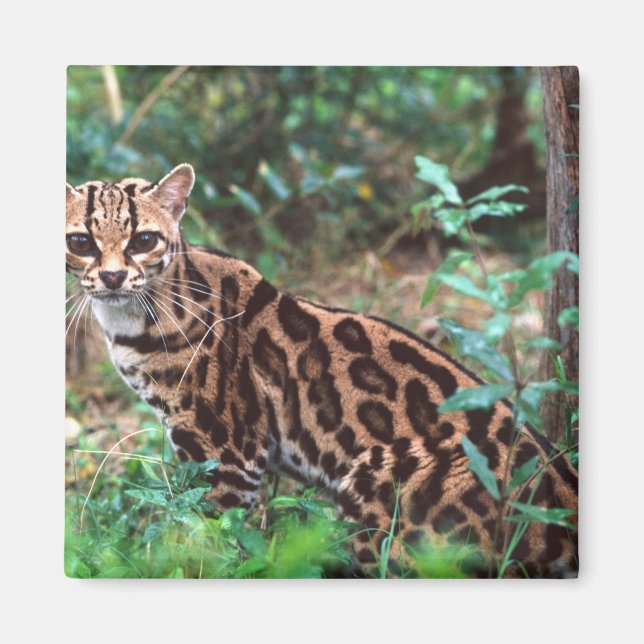 Imán Margay, Leopardus wiedi, nativo de México (Frente)