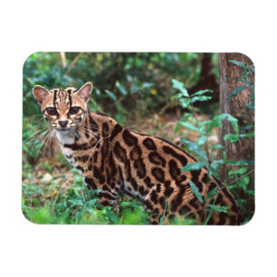 Imán Margay, Leopardus wiedi, Nativo de México hasta