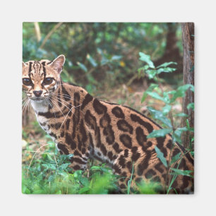Imán Margay, Leopardus wiedi, Nativo de México hasta
