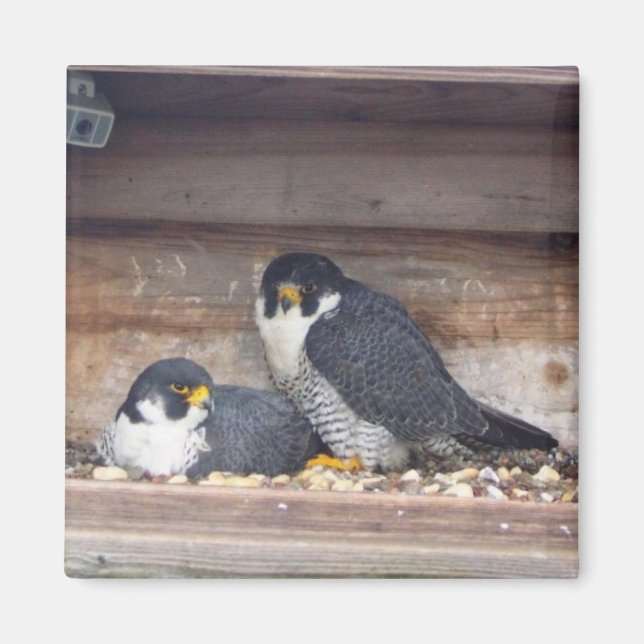 Imán Mariah y Kaver Magnet (Frente)