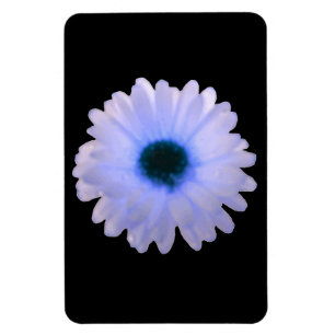 Imán Marigold Premium blanco y azul