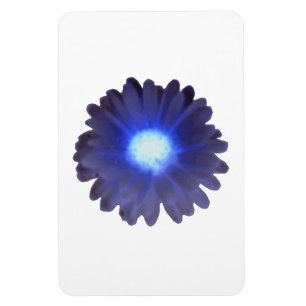 Imán Marigold Premium Blue Glow
