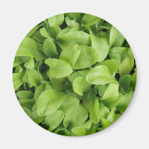 Imán Marigold Seedlings Magnet