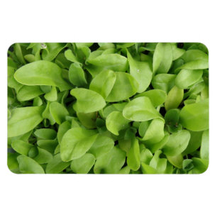 Imán Marigold Seedlings Premium Magnet