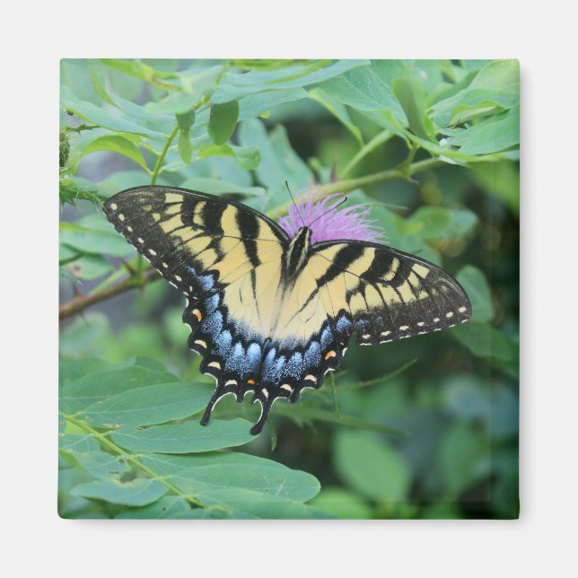 Imán Mariposa (Frente)