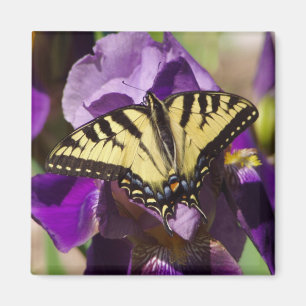 Imán mariposa