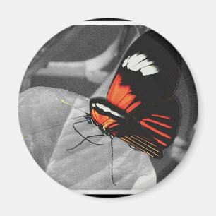 Imán Mariposa