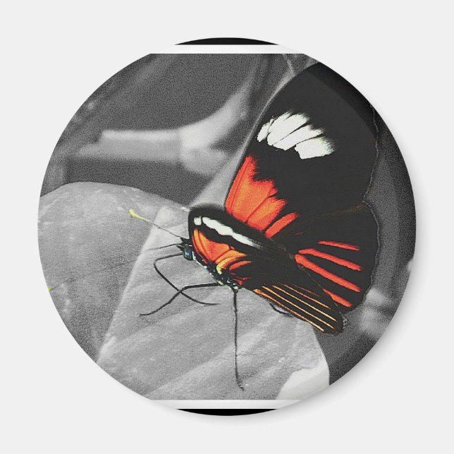 Imán Mariposa (Frente)