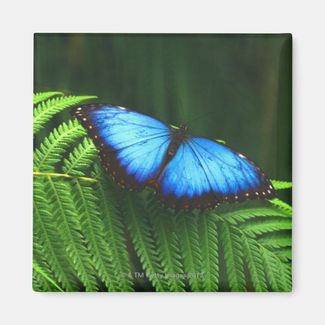 Imán mariposa (Frente)