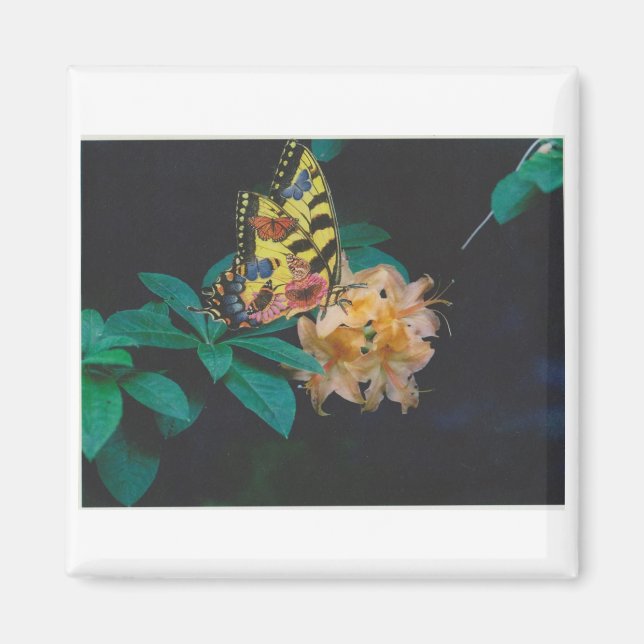 Imán mariposa (Frente)