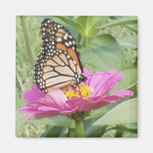 Imán Mariposa