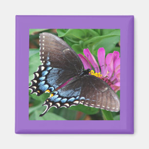 Imán Mariposa