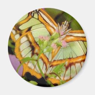 Imán Mariposa
