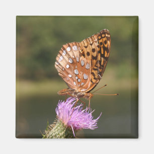 Imán Mariposa