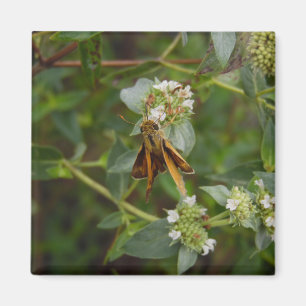 Imán Mariposa