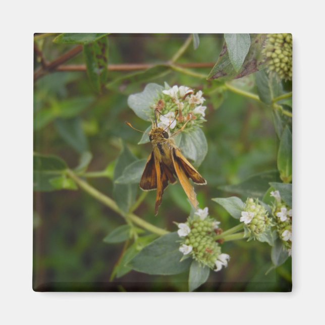 Imán Mariposa (Frente)