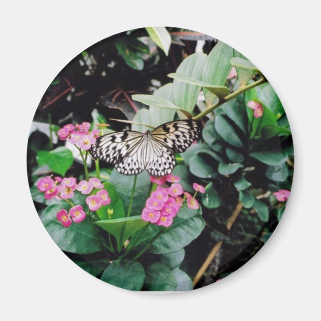 Imán Mariposa (Frente)