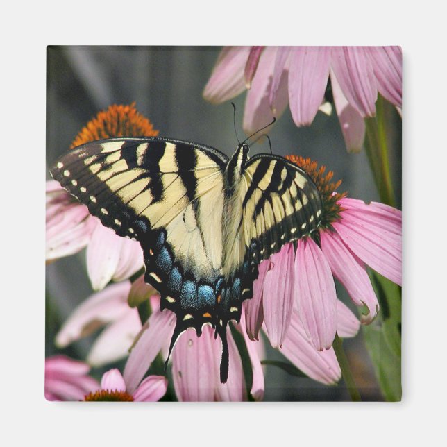 Imán mariposa (Frente)