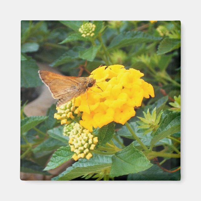Imán Mariposa 3 (Frente)