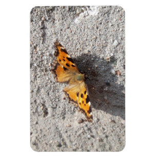 Imán Mariposa al sol