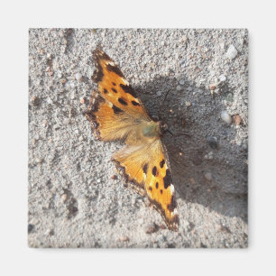 Imán Mariposa al sol