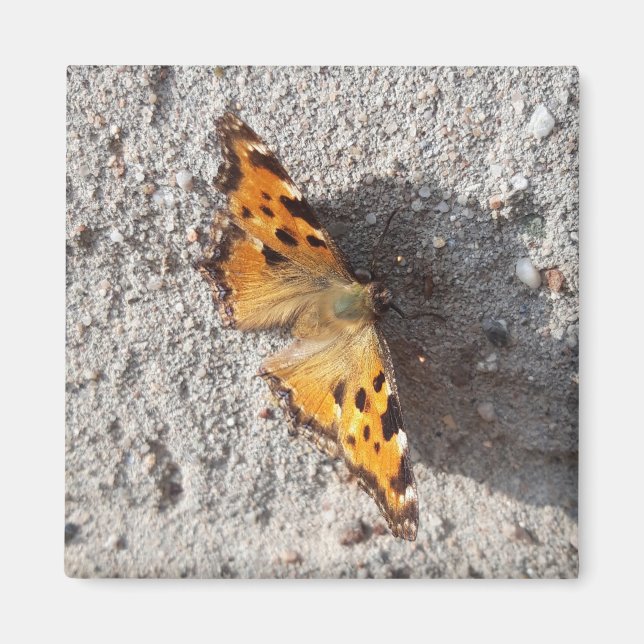 Imán Mariposa al sol (Frente)