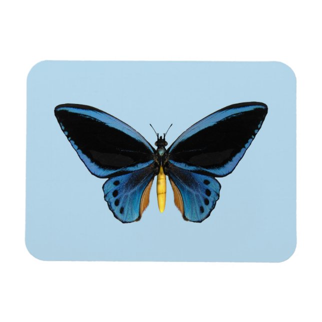 Imán Mariposa Ala de Pájaro (Horizontal)