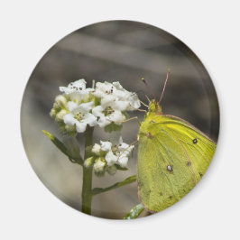 Imán Mariposa amarilla