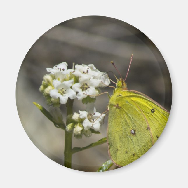 Imán Mariposa amarilla (Frente)