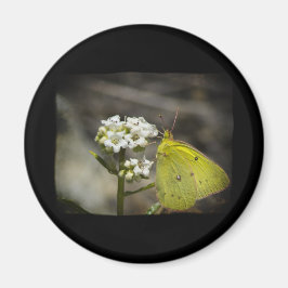 Imán Mariposa amarilla