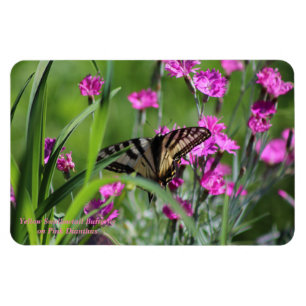 Imán Mariposa amarilla de Swallowtail y clavel rosado
