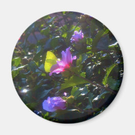 Imán Mariposa amarilla en rosa Rosa de Sharon