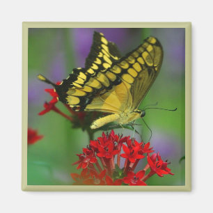 Imán Mariposa amarilla y negra