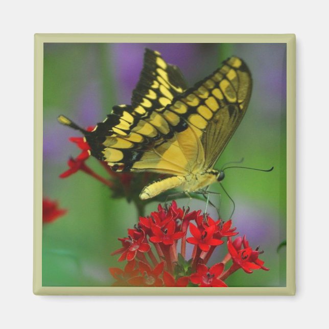 Imán Mariposa amarilla y negra (Frente)